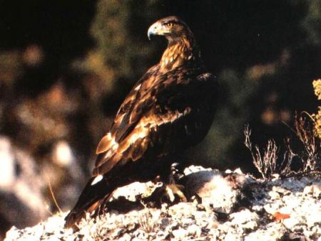 Superbe image d'aigle